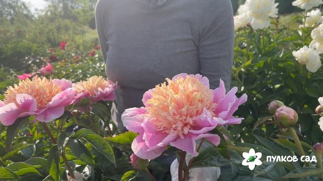 Ama No Sode peony. Ама Но Соди пион. Пулков сад смотреть онлайн
