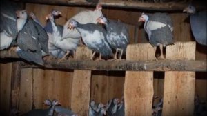 Цесарки домашнее разведение