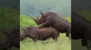 СМЕШНЫЕ ЖИВОТНЫЕ +18    #животные #приколы  #funnyanimals #cuteanimals #animals #zooanimals