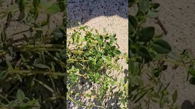 Lemon Thyme Roots 2 #lemonthyme #roots #fragrance #spring #springtime #lemon #thyme #pot #earthgang смотреть онлайн