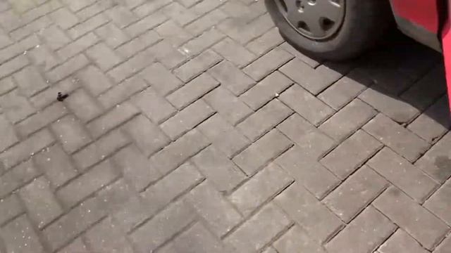 Разборка Ford - Puma, 1.4 Инжектор (VIN: WF0CXXGAECWT81638) 35816 смотреть онлайн