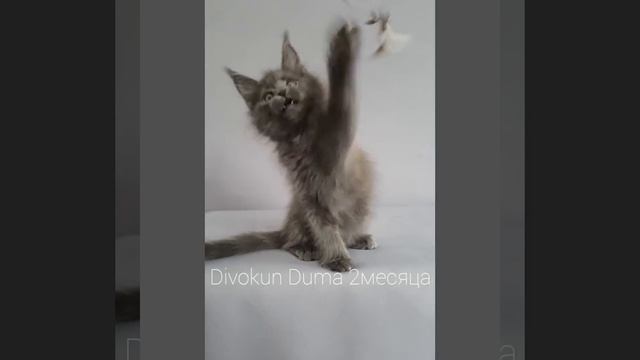 Кошечка мейн кун Дума (2 месяца) окрас голубой солид смотреть онлайн
