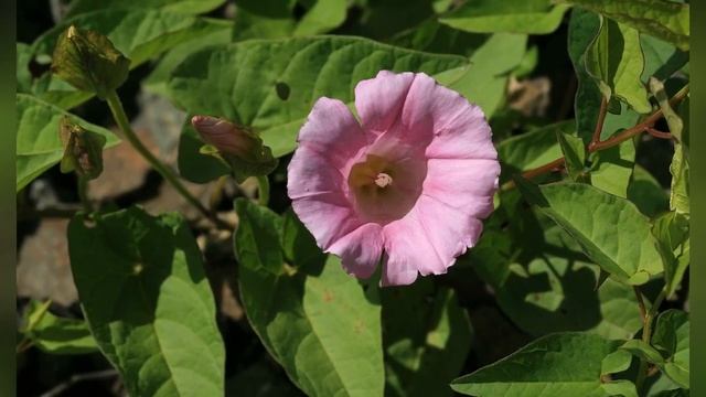 КАЛИСТЕГИЯ, или ПОВОЙ (CALYSTEGIA) сем. Вьюнковые смотреть онлайн