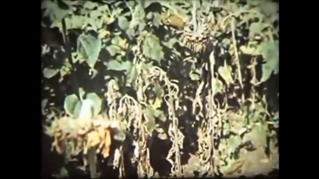 Селекция растений  СССР