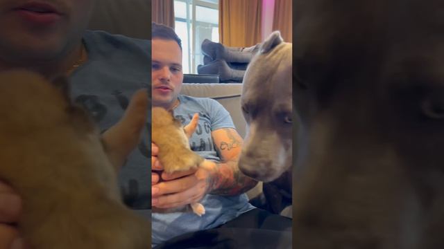 Бешеный взгляд питбуля на щенков акиты смотреть онлайн