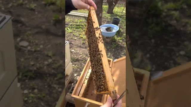 Купили новую породу пчёл - кордован смотреть онлайн