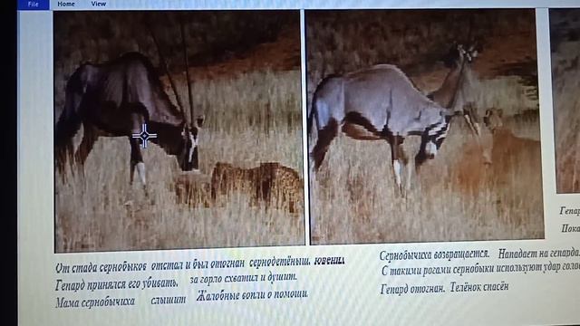 5 12  признаки ювенилов стимулируют родительское поведение  Люди обезьяны птицы моржи