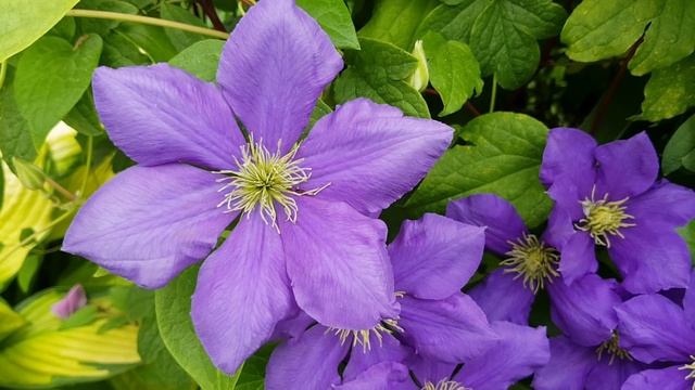 Клематис ХЕГЛЕЙ ГИБРИД l САМЫЕ КРАСИВЫЕ СОЧЕТАНИЯ смотреть онлайн