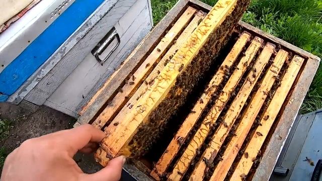 Месяц не заглядывал в улья! Сколько пчелы в не ужатых семьях Бакфаст В35 и Карника Скленар! смотреть онлайн