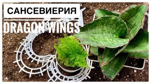 САНСЕВИЕРИЯ Dragon Wings _ Грунт, пересадка _ новые опоры для растений.mp4