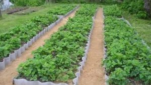 Красивые грядки на даче