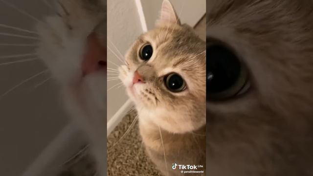 Лайки и подписки взаимно! #смешные #животные #фейлы #смешныеживотные #угар #ржака #коты #собаки #рек смотреть онлайн