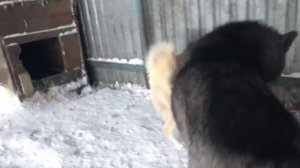 Вязка Западно сибирской лайки и канадского Волка