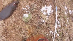 Охота на БОБРА с КАРАБИНОМ "Лось 145".Мой ПЕРВЫЙ бобр!!