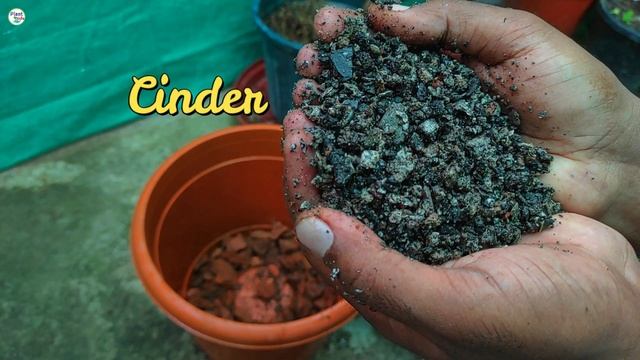 How To Grow Camellia Plant | Potting Mix For Camellia | Potting Mix