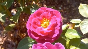 Роза "Нью Эйдж" обзор и описание. Флорибунда без проблем!