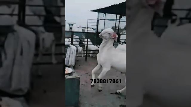 Mashaallah White Eyes Hyderabadi Breeder In DELHI NCR #goat #goatfarming смотреть онлайн