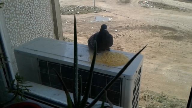 Голубь мира стучит в окно.2020. смотреть онлайн