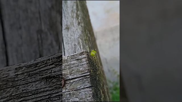 зелёное насекомое?green insect смотреть онлайн