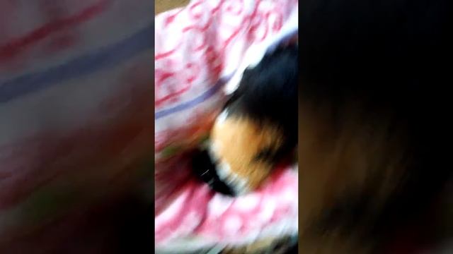 Как узнать что морская свинка беременна смотреть онлайн