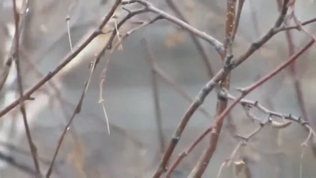 ОСЕНЬ,НОЯБРЬ... смотреть онлайн