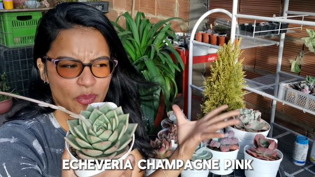 Suculentas caras pero fáciles de cuidar, empieza tu colección 🌱 | Jardines by Angie смотреть онлайн