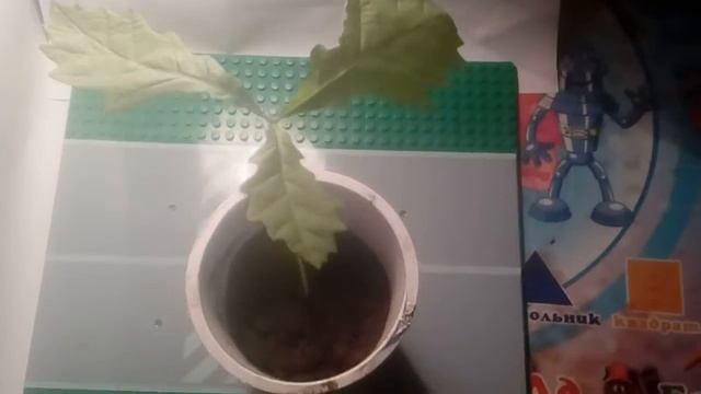 Мой дуб смотреть онлайн