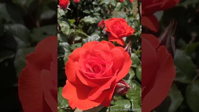 Chopin:
Grande valse brillante смотреть онлайн