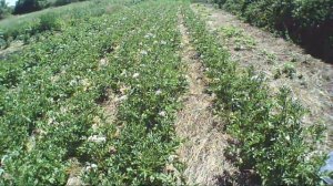 Самое эффективное средство от колорадского жука,  не будет вообще!