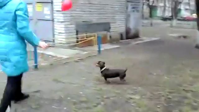 Такса vs шарик смотреть онлайн