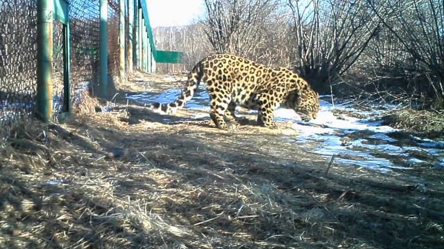 Леопард Leo 80M занимается вокализацией смотреть онлайн