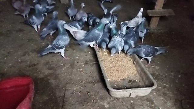 Как вылечить чуму у голубей?