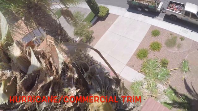 HOW I TRIM TALL PALM TREES (PETZL ZIGZAG/ZILLON) смотреть онлайн