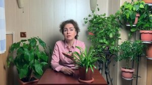 Как посадить ХЛОРОФИТУМ в домашних условиях