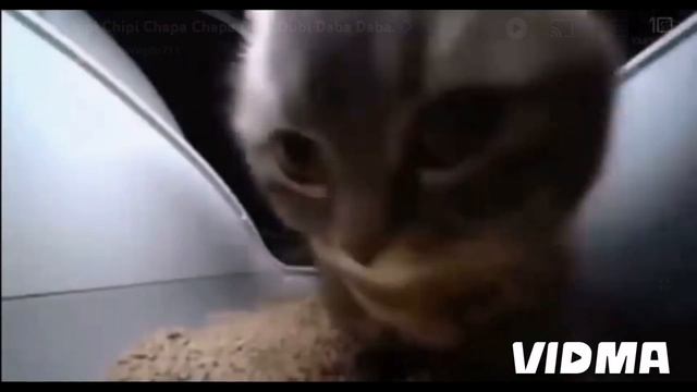 типи, типи тяпа, тяпа!