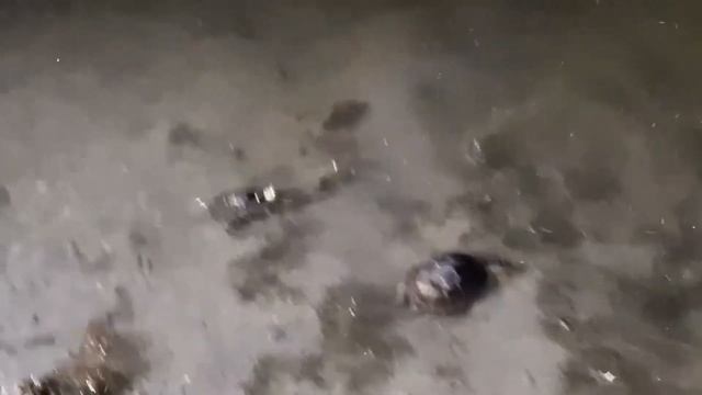 Выпуск на волю болотных черепах 2020 г смотреть онлайн