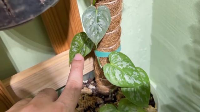 Aroids Weekly Update Series - Week 0 - Houseplants in Master Bedroom - We Love Plant Growth смотреть онлайн