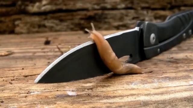 Попробуй не скажи "ВАУ" ЧЕЛЛЕНДЖ | САМОЕ ПРИЯТНОЕ ВИДЕО В МИРЕ | ПОПРОБУЙ НЕ ЗАЛИПНИ 2019 #4 смотреть онлайн