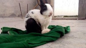 Голос кролика / The rabbit's voice