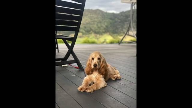 A Year in the Life - Winston the golden English Cocker Spaniel puppy from NZ смотреть онлайн
