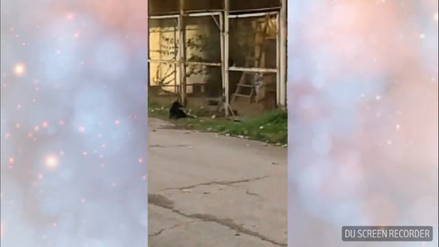 Обезьянник в Абхазии смотреть онлайн
