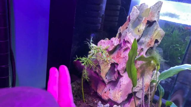 Aquarium Plants are NOT Growing? смотреть онлайн
