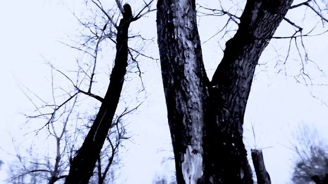 VID 20221215 152309 Ночлег в пути (Роберт Бёрнс)...Павел Васильев Лахтинский смотреть онлайн