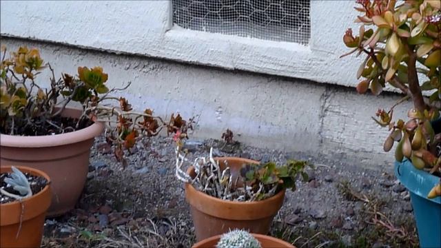 One Afternoon-Our Backyard-My Friend's Plants (Best viewed in HD) смотреть онлайн