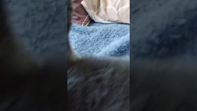 Какиеже позы бывают у котом как они называются (Сонька котик UwU) смотреть онлайн