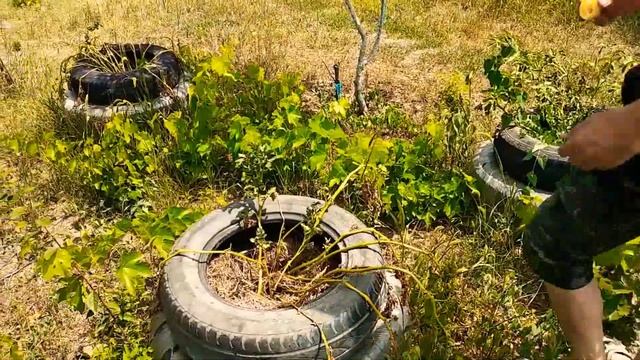 Не всегда есть возможность,полив раз в месяц-результат.