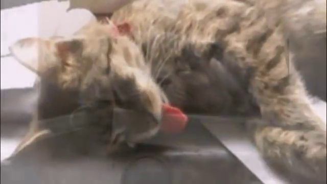 СОБЛЮДАЙТЕ ТИШИНУ...ЗДЕСЬ СПЯТ КОТИКИ)) Sleeping cat смотреть онлайн