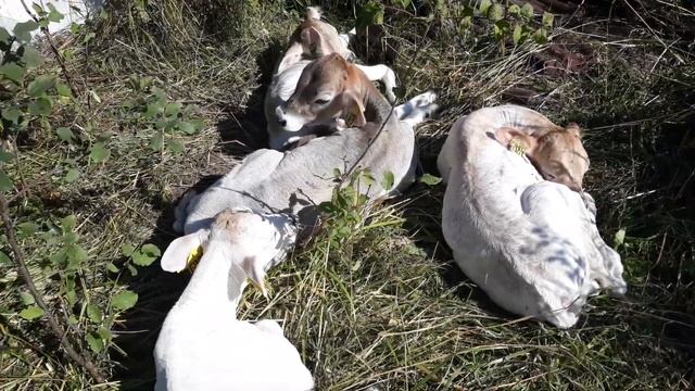 Костромская порода. Увеличили свое поголовье КРС красотой советской селекции. смотреть онлайн
