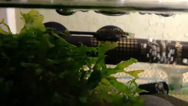 Севильи на нересте. Мальки вишнёвого барбуса. смотреть онлайн