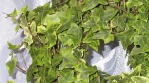 Цветы – мужегоны. Правда или нет? Как выглядят мужегоны.